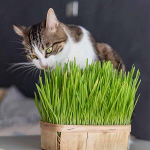 Herbe à Chat (Orge) - Grand Modèle
